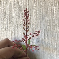 ノボタン コートダジュールの育て方鉢植えで室内 採光良し 越冬して Yahoo 知恵袋