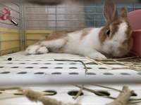 ウサギのグッタリとリラックスの違いを具体的に教えてください うちのコはリ Yahoo 知恵袋