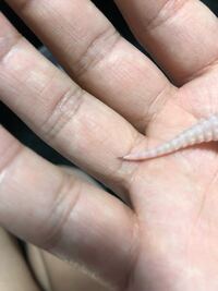 レオパの脱皮不全について これは脱皮不全ですか 尻尾の先が黒いですぬるま Yahoo 知恵袋