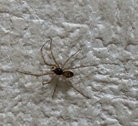 この蜘蛛はなんという名前の蜘蛛でしょうか 一応殺さずに放置しているのですが Yahoo 知恵袋