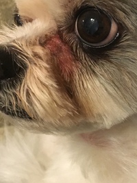 ペットのトリミングサロンって どうやって経営しているのでしょう 近所に Yahoo 知恵袋