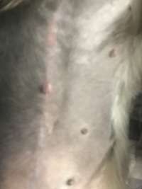 犬避妊手術 乳腺腫瘍摘出後の縫い目の一部が腫れている はじめまして Yahoo 知恵袋