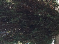 義母から庭の管理を任されました。
その中でスカイロケット （コニファー）の内側が茶色になっています。今までは義母の知り合いの庭師さんがきていましたが、この木はあまり触っていなかった ようです。
外側は綺麗な緑ですが、中の部分が茶色いので全体はなんだか綺麗ではありません。この場合、手を木の中に差し入れて内側の茶色い枝をある程度切れば、また切った枝から芽が出て内側も緑色になってくるのでしょう...