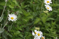 この花の名前を教えてください マーガレットとシャスターデージー Yahoo 知恵袋