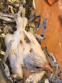 至急 この白文鳥のひなのくちばしは正常な色ですか 色がかなり薄い気が Yahoo 知恵袋