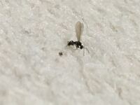 羽アリと小さい蟻が車に大量発生していて困っています 自分でもどう質問して Yahoo 知恵袋