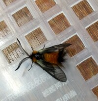 この蛾は何 スカシバ 今日埼玉県の市街地で グレープフルーツの木で Yahoo 知恵袋