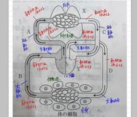 中2理科体循環肺循環 この絵の中で記入がおかしいところがあれば教えてくだ Yahoo 知恵袋