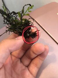 これは何の卵でしょうか 水槽内にはグッピー グリーンネオン Yahoo 知恵袋