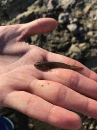 この小さい魚なんですか 岩をめくると素早い速さで飛び跳ねるように移 Yahoo 知恵袋