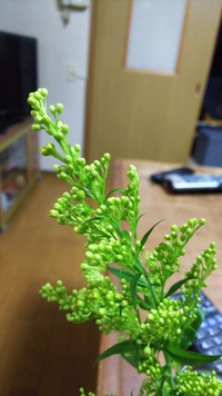 花言葉が 再生 や 鎮魂 などの 死者に手向けるのに相応しい植物 Yahoo 知恵袋