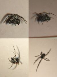 家の中にいるクモについて 家の中に結構な頻度でクモを見かけます Yahoo 知恵袋