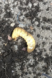 土の中から幼虫が出てきました なんの幼虫だかわかりますか コ Yahoo 知恵袋