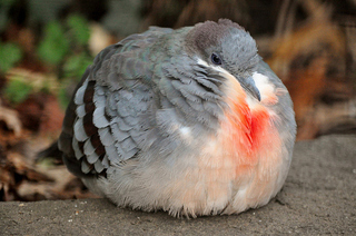 この鳥の名前を教えてください 胸が赤い鳥です 血ではなく 元々こう Yahoo 知恵袋