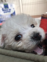 ３ヶ月の子犬のおやつについて しつけのご褒美に犬用ボーロを買いま Yahoo 知恵袋