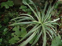 この植物はヤブランでしょうか この花の育て方などわかる方おし Yahoo 知恵袋