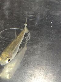 至急お願いします 最近飼いはじめた小魚 ミニふぐのような の尻尾が曲がっ Yahoo 知恵袋