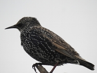 野鳥です ツグミかなと思ったのですが 全身が褐色なので違っているよ Yahoo 知恵袋