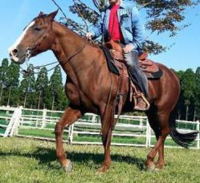 乗馬 男性と女性の二人乗りについて二人乗りのとき 女性は前で 横乗りする Yahoo 知恵袋