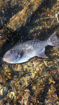 この魚は何て魚ですか 泳ぎ方が独特でした 気になって調べてみました H Yahoo 知恵袋