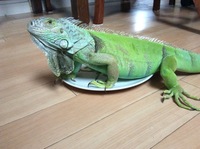 グリーンイグアナメスについてメスのイグアナをベビーで飼い始め1年半ほどたち Yahoo 知恵袋
