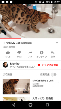 猫は豹柄ですがなんて種類の猫ですか ベンガルです Yahoo 知恵袋