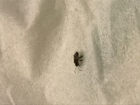 この虫の名前をご存知の方教えて下さい 体長約5mm茶色6本足触角有り飛ぶここ Yahoo 知恵袋