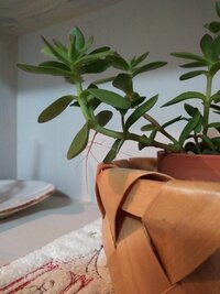 黒い育苗ポットは 紙コップや透明プラコップで代用できますか 種の発芽 Yahoo 知恵袋