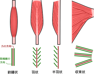 紡錘状筋 平行筋ですか そして ハムストリングスは羽状筋でありながら平行筋の Yahoo 知恵袋