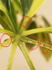 観葉植物のカポックに付いた虫を駆除する方法を教えてください 葉っぱ Yahoo 知恵袋