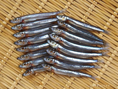魚にはキビナゴ タナゴ コウナゴ イカナゴなど なご が名前につく魚がい Yahoo 知恵袋