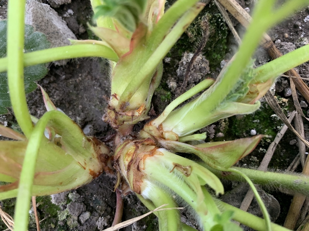 イチゴの脇芽 泥芽 について イチゴを育てているのですが これは本 Yahoo 知恵袋