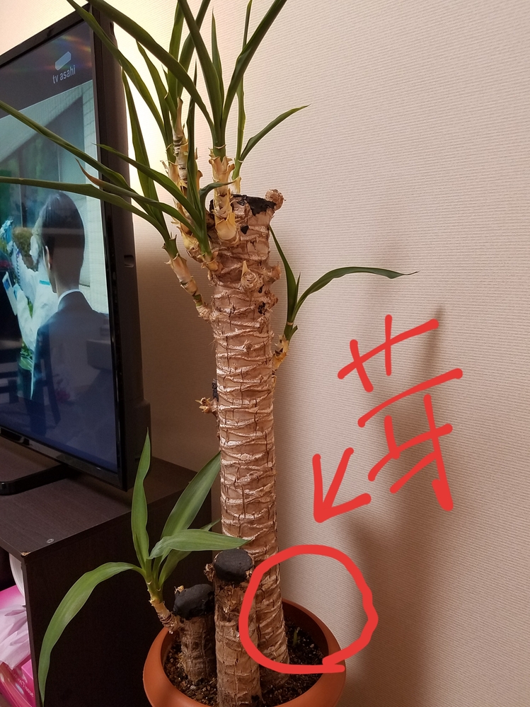 ユッカの幹が曲がっています - 植物は太陽の方に伸びるそうなので