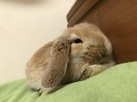 ミニウサギの体重の基準はありますか 肥満かどうかよく解りません ネザーラン Yahoo 知恵袋
