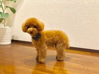 生まれたばかりの子犬について教えてください 色々調べていると 子犬 Yahoo 知恵袋