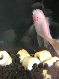 金魚の病気に詳しい方に質問です 飼っている金魚がホップアイ気味で Yahoo 知恵袋