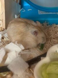 ハムスターに 花を近づけたら食べたんですけど大丈夫ですか いいのですか Yahoo 知恵袋