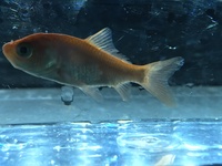 金魚が黒くなっていく タイトル通りです 黒くなり始めた時期 Yahoo 知恵袋