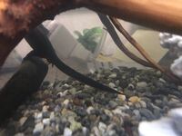 このアカハライモリの卵は 水カビにやられてますか 1週間ほど Yahoo 知恵袋