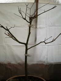 一昨年 オリーブの枝を1ｍちょっとの長さで 取り木 しました 水苔で巻いた Yahoo 知恵袋