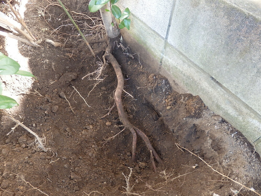 庭に植えてある椿と思われる木を1～2ヶ月後に同じ庭内に移植するために