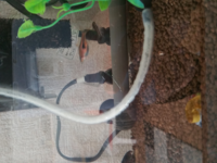 3週間前に水槽を立ち上げました チューブのまわりに着いてる白いものは何 Yahoo 知恵袋