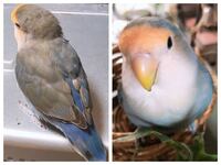 昨年の12月に1ヶ月ぐらいのコザクラインコを飼いました 店員さ Yahoo 知恵袋