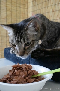 うちの犬の食い意地がすごいです閲覧ありがとうございます うちの犬は食い意地が Yahoo 知恵袋