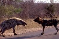 ハイエナ リカオン アフリカ一のハンター「リカオン」はマイナーな動物だけど狩猟能力がスゴい！ ｜