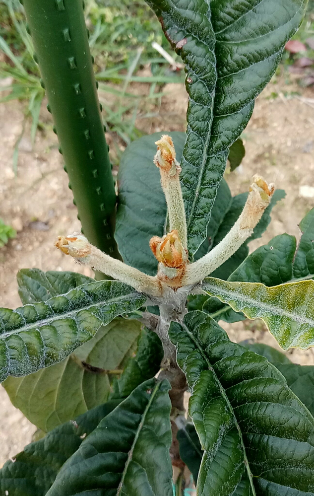 枇杷の新芽が出ましたが これは花芽でしょうか 葉ではないように思うの Yahoo 知恵袋