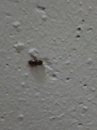 家の中に白いテントウ虫に似た小さめの虫がいました 何の虫がとしえてくだ Yahoo 知恵袋