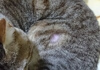 猫に首輪ハゲがあるともうつけられませんか ハゲを見つけてから５年ほど経ち Yahoo 知恵袋
