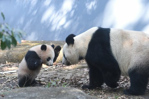 パンダはシシャモのような魚は食べれるのですかね おそらく 最初は食べ Yahoo 知恵袋