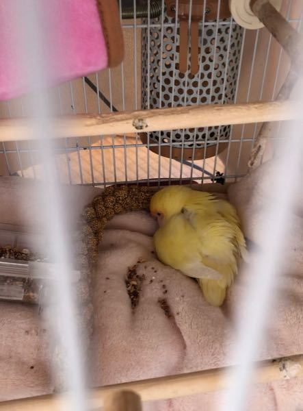 飼っているコザクラインコが無精卵の卵を産み続けています - 保温は... - Yahoo!知恵袋